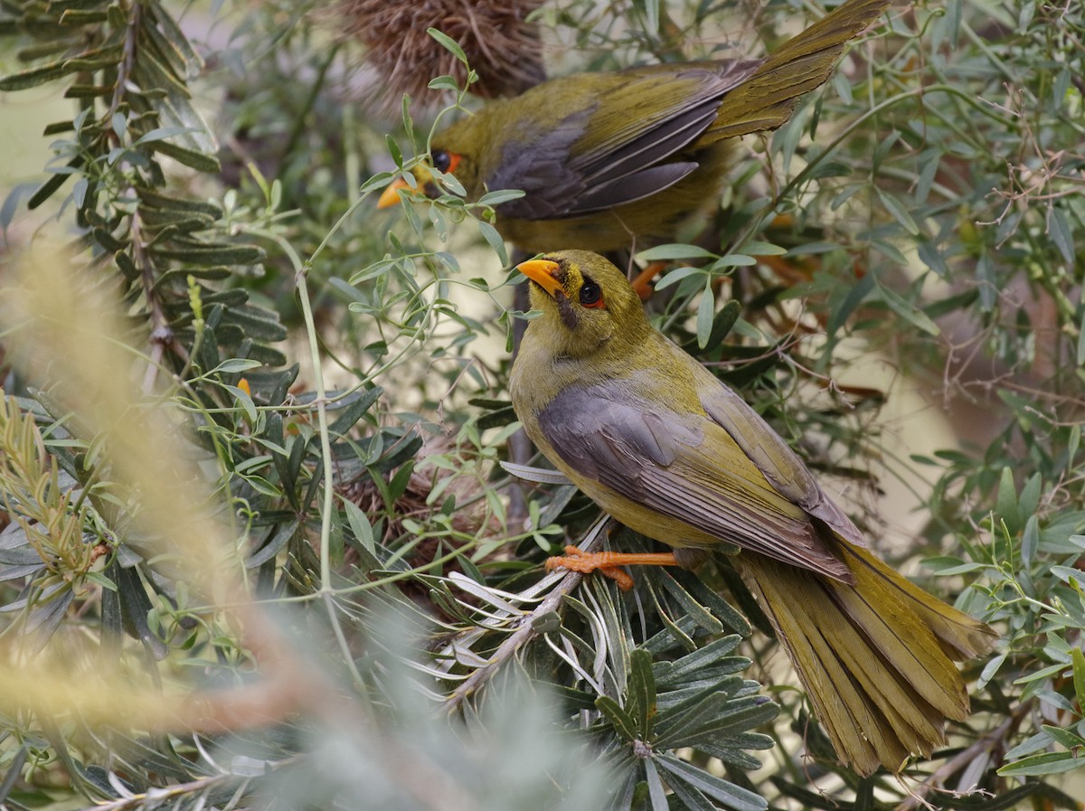 Glockenhonigfresser - ML645892042