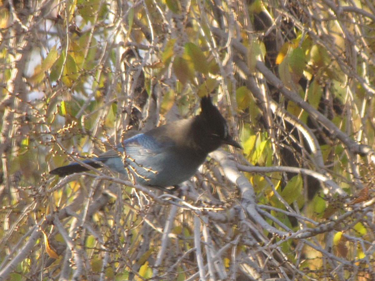 Chara de Steller - ML645892052