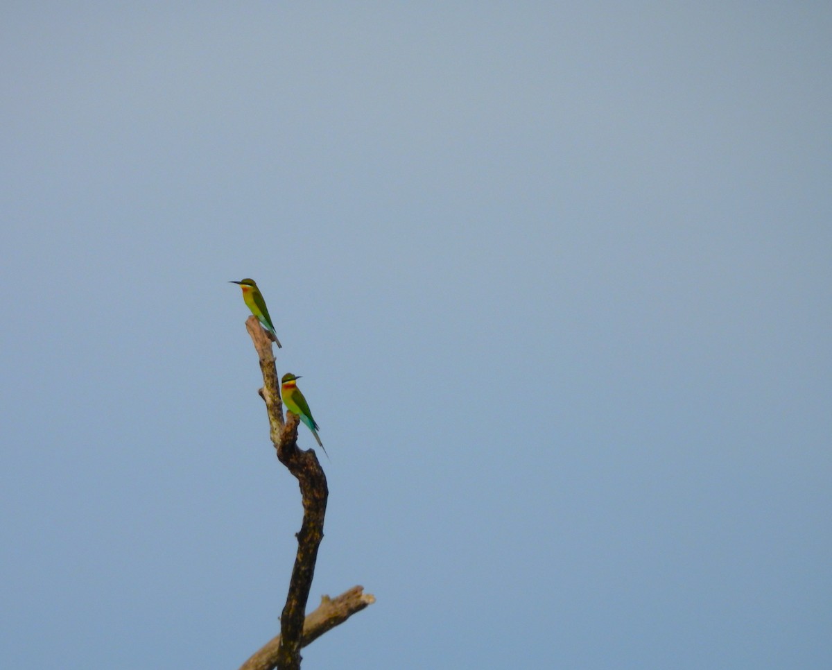Blue-tailed Bee-eater - ML645892067