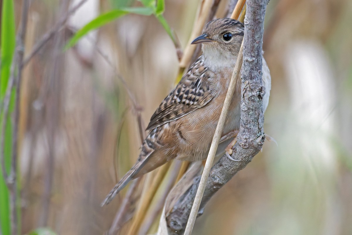 Sedge Wren - ML645892078