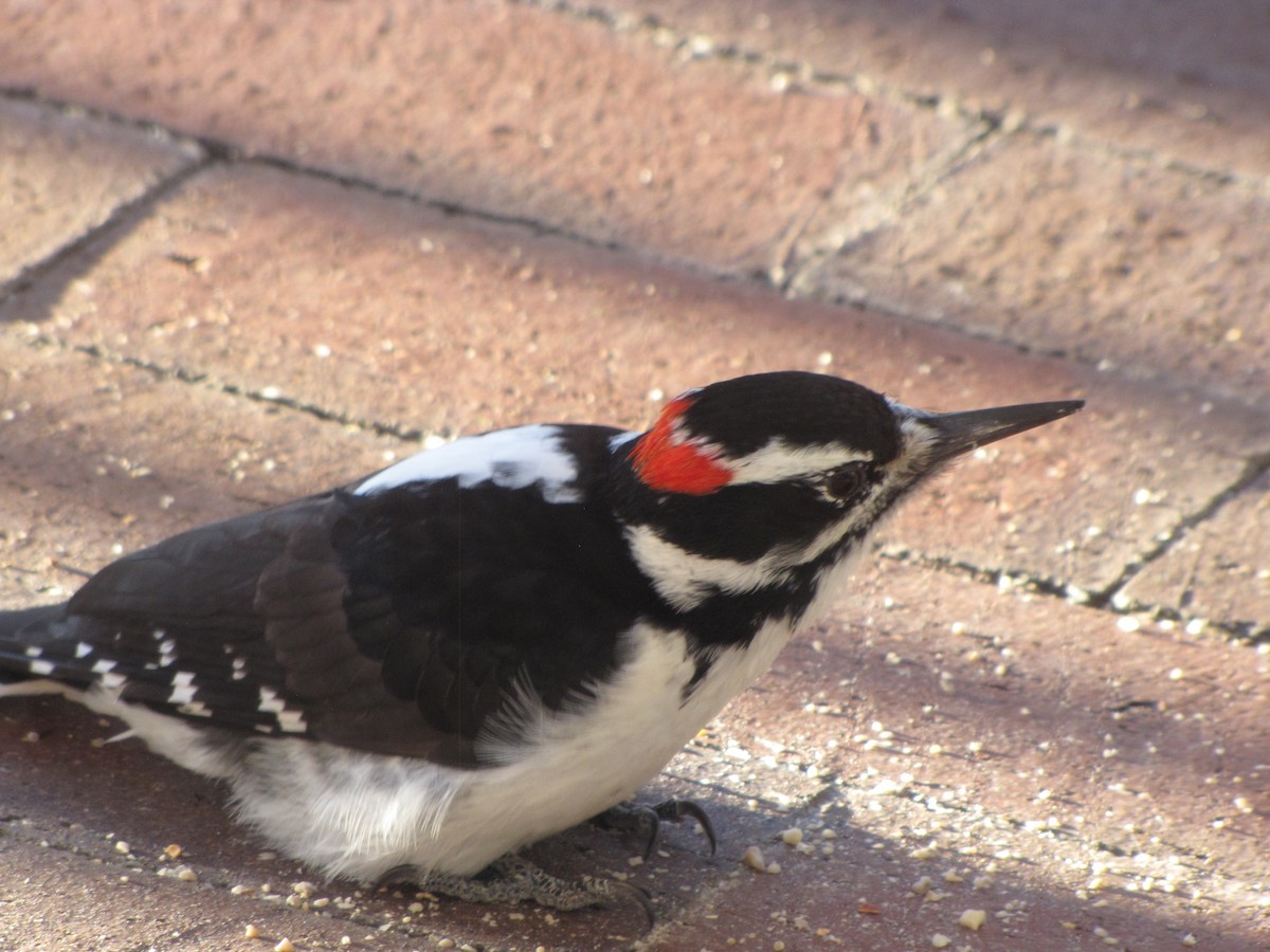 Hairy Woodpecker - ML645892079