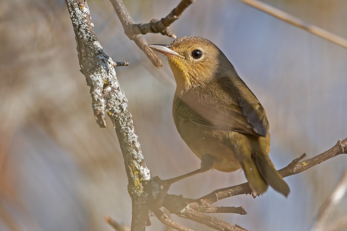 Common Yellowthroat - ML645892080
