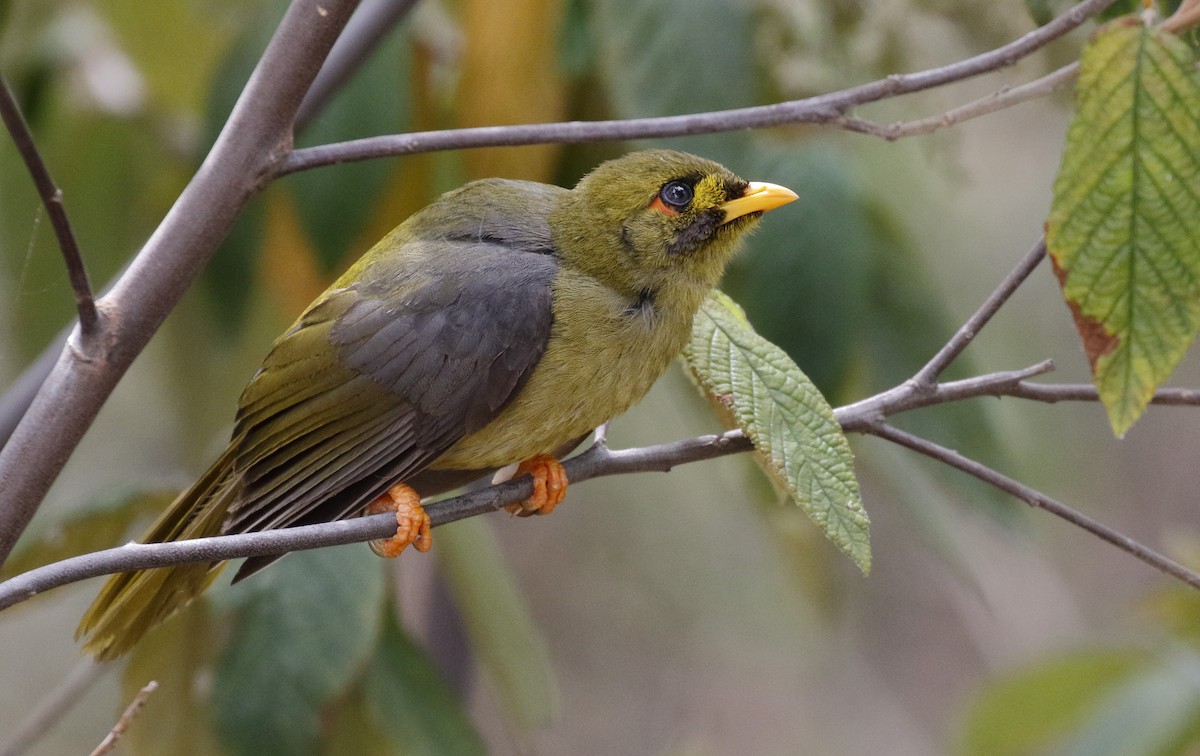 Glockenhonigfresser - ML645892089