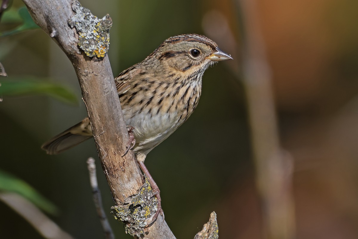 Lincoln's Sparrow - ML645892096