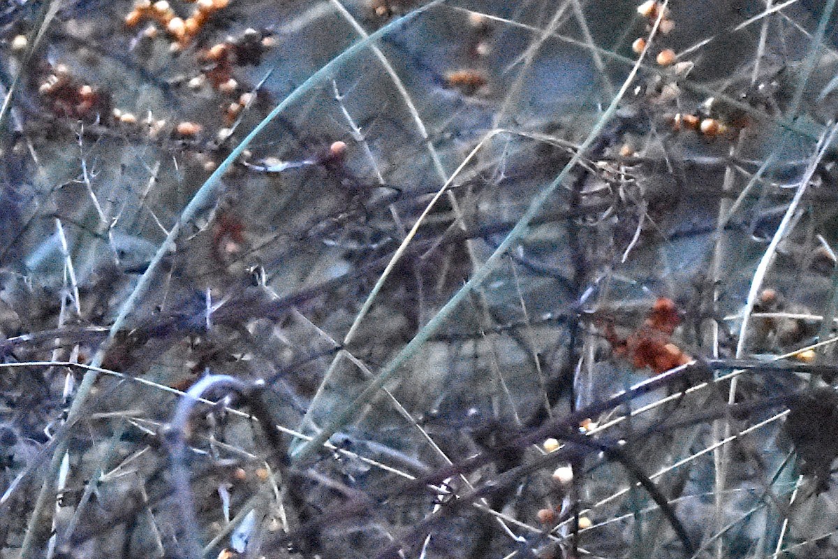 Magnanina comune - ML645892101