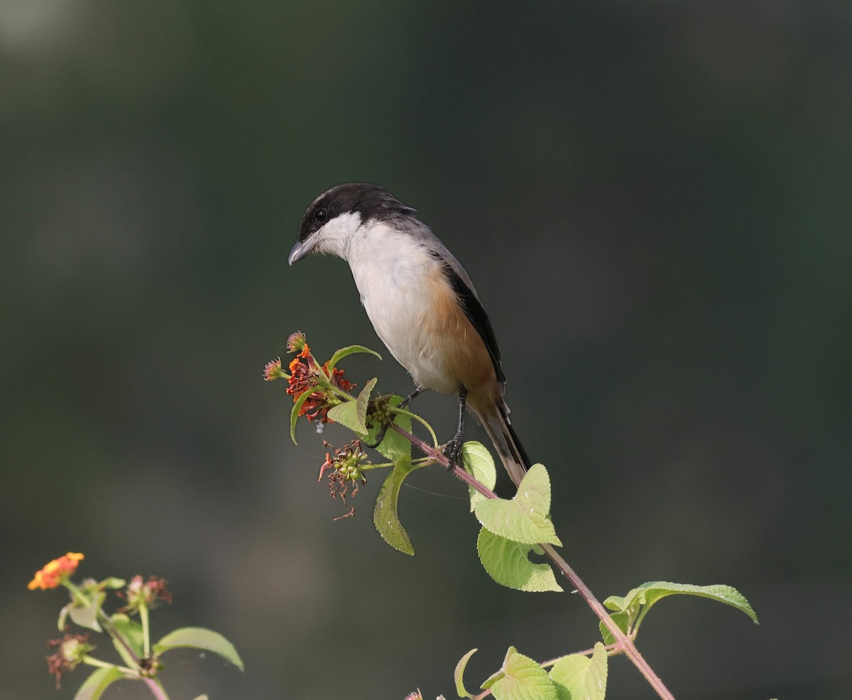 Long-tailed Shrike - ML645892102