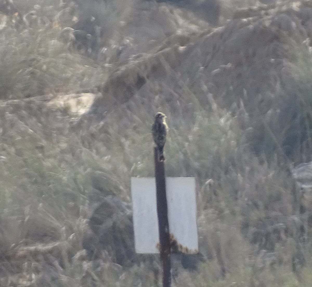 Rock Sparrow - ML645892104