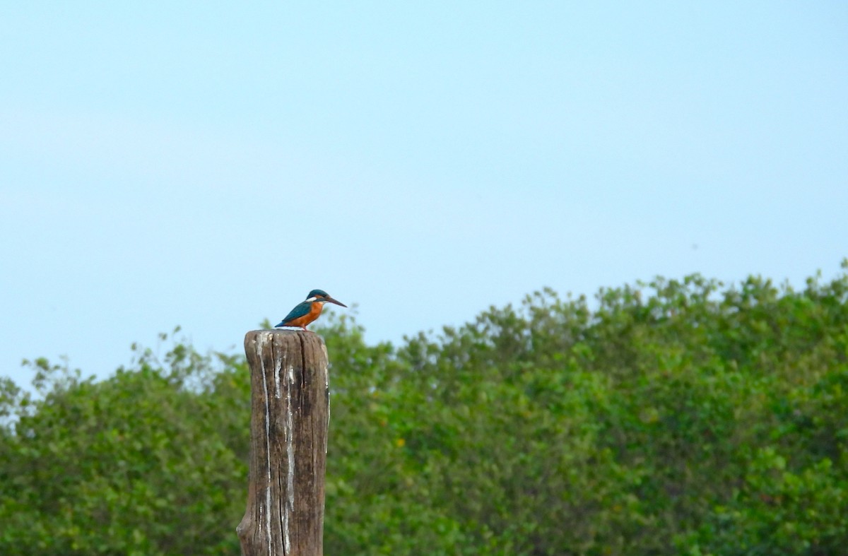 Common Kingfisher - ML645892118
