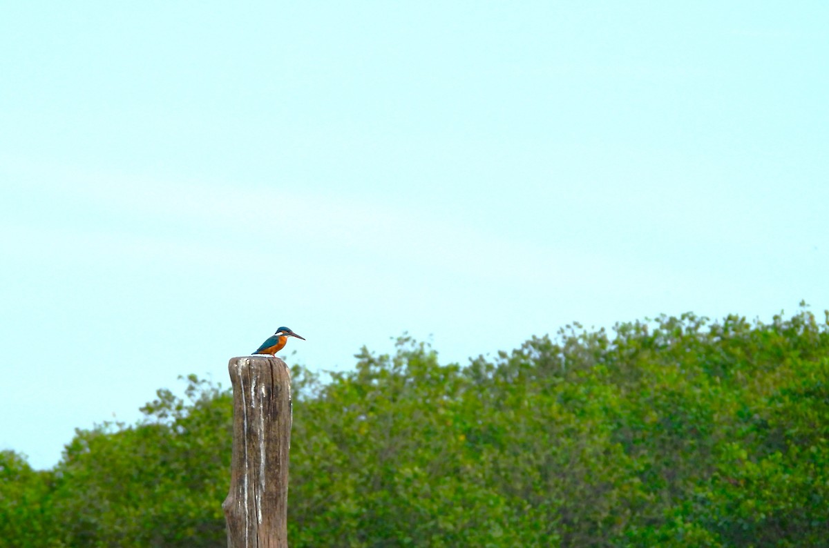 Common Kingfisher - ML645892119