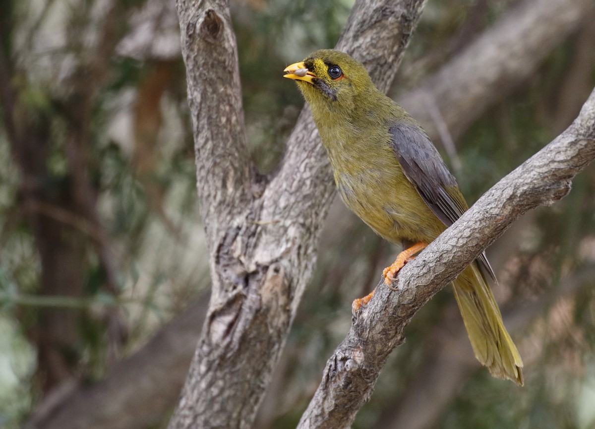 Glockenhonigfresser - ML645892121