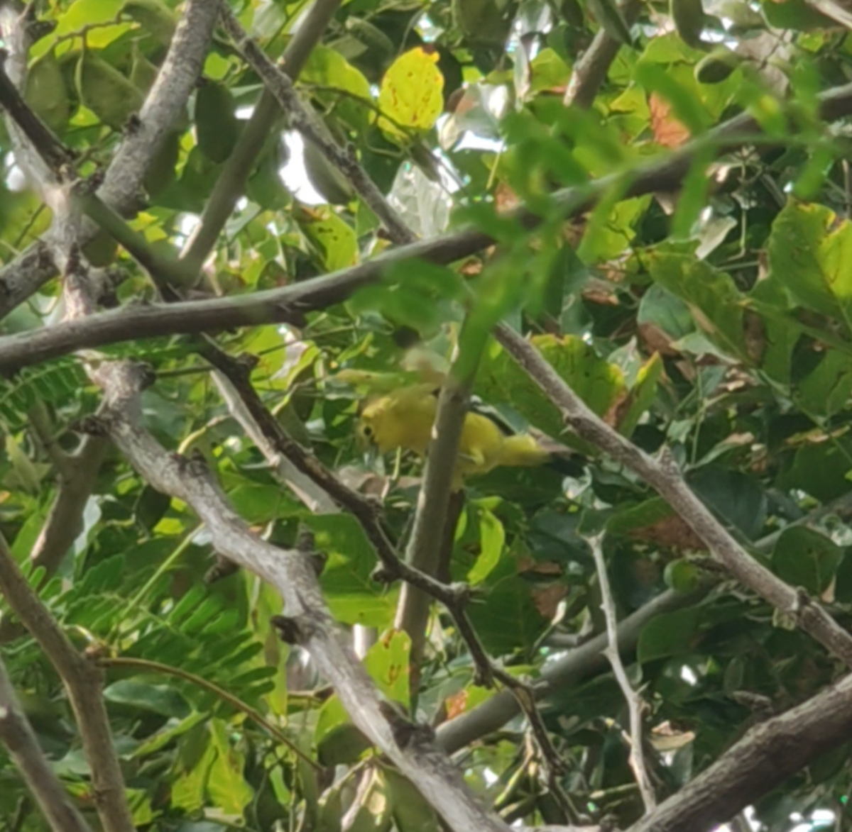 White-tailed Iora - ML645892132