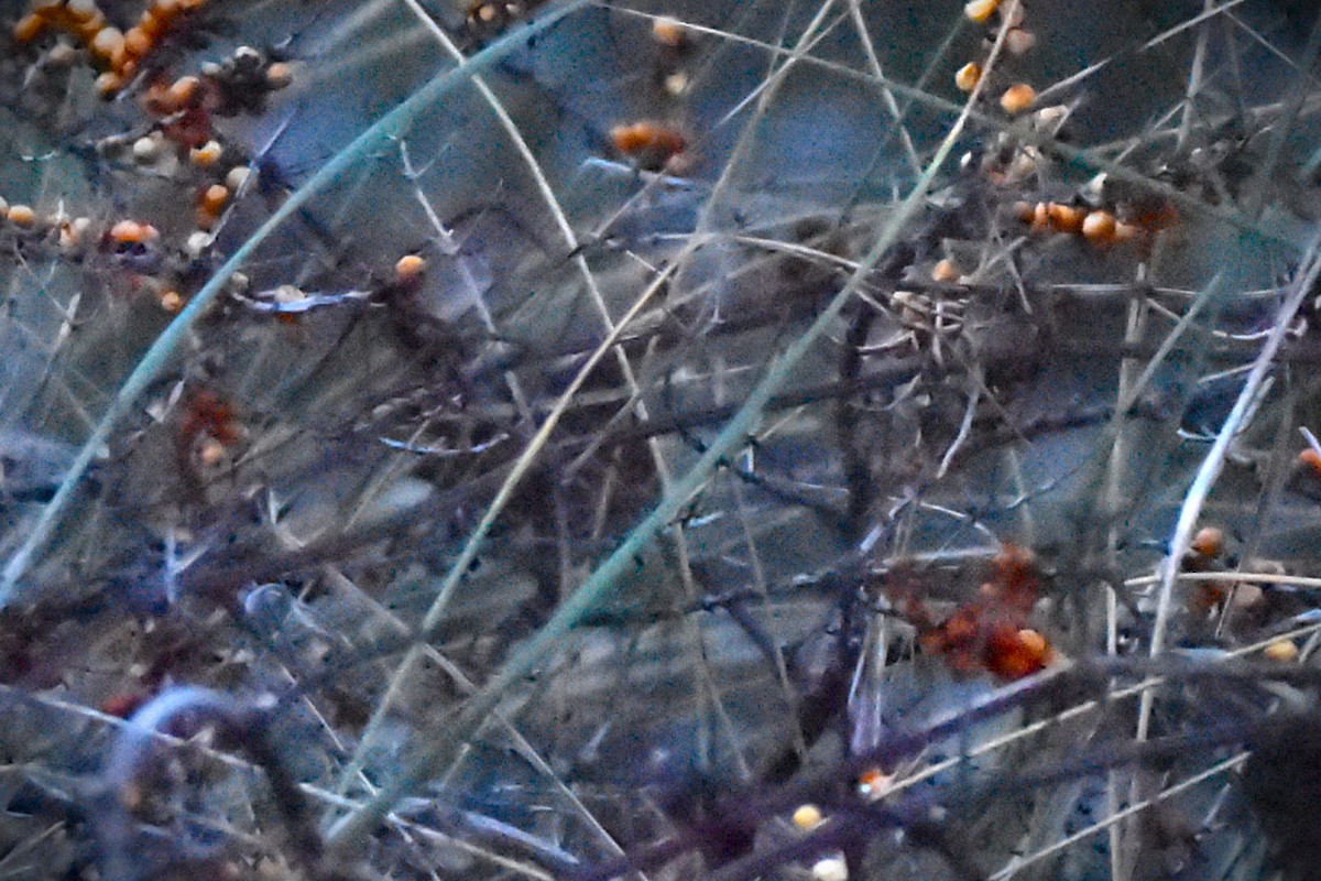 Magnanina comune - ML645892171