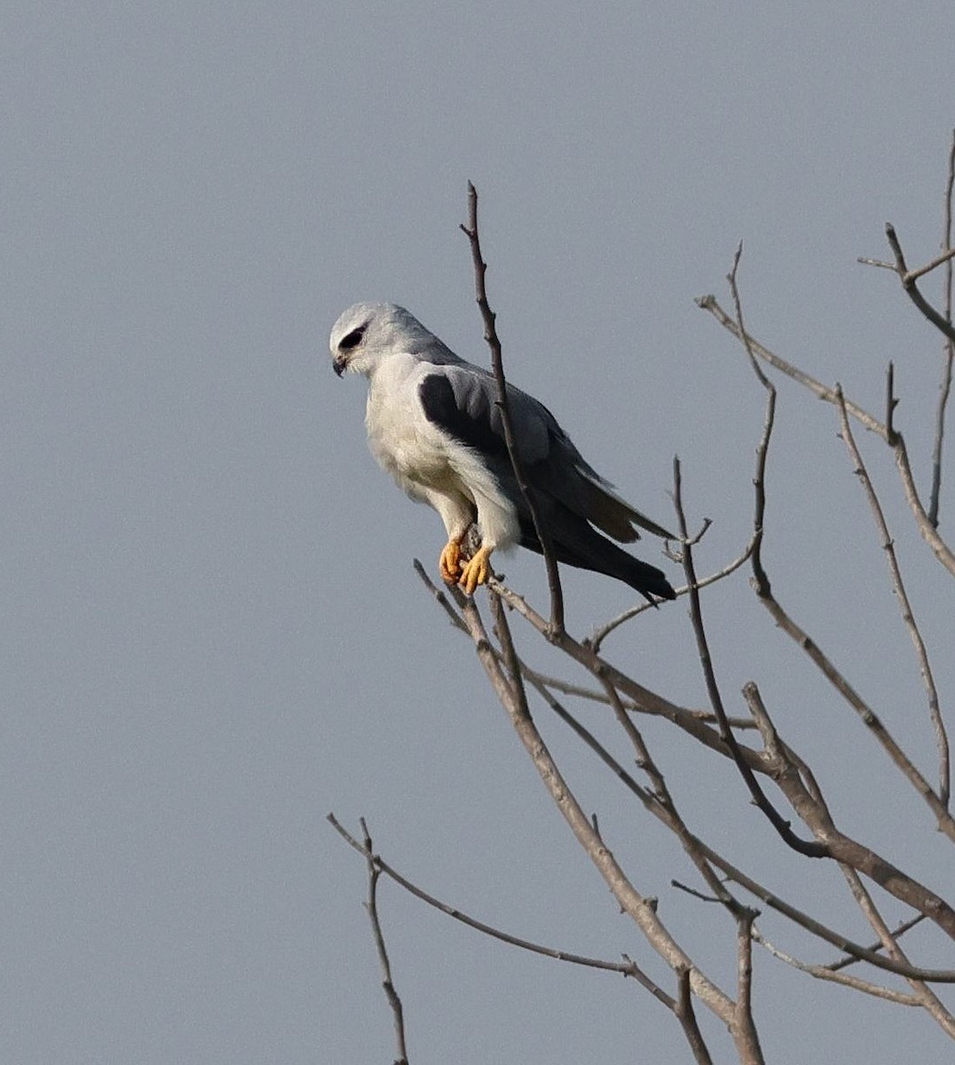 Black-winged Kite - ML645892183