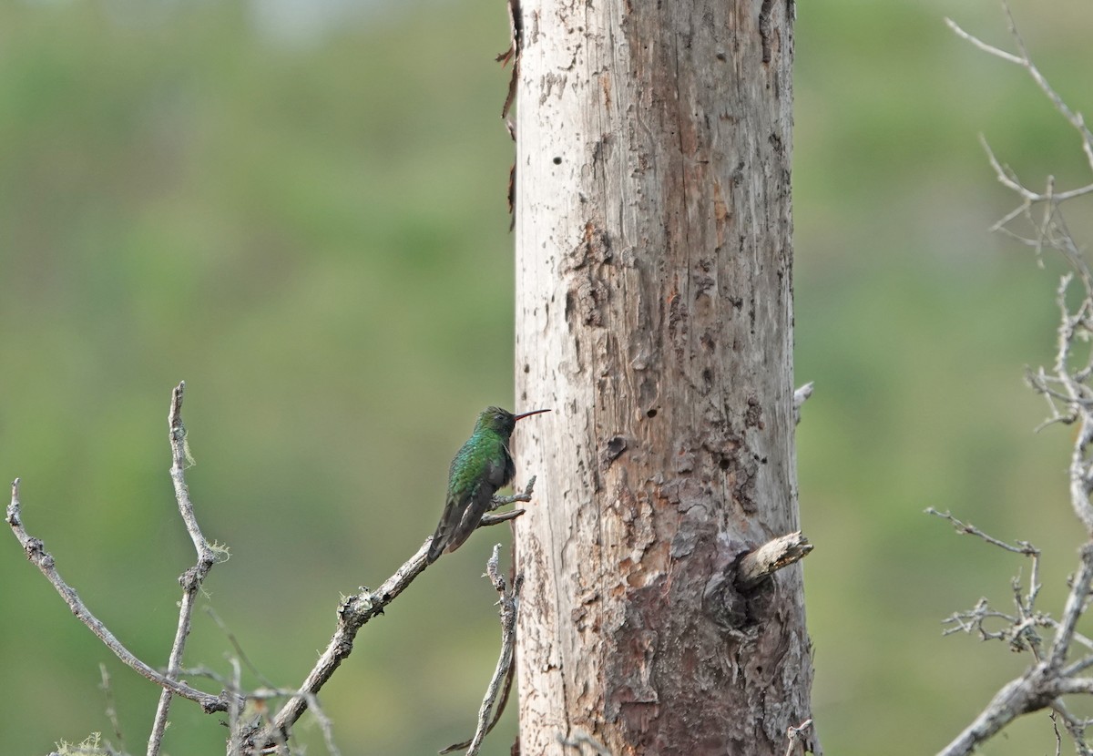 Hispaniolan Mango - ML645892184