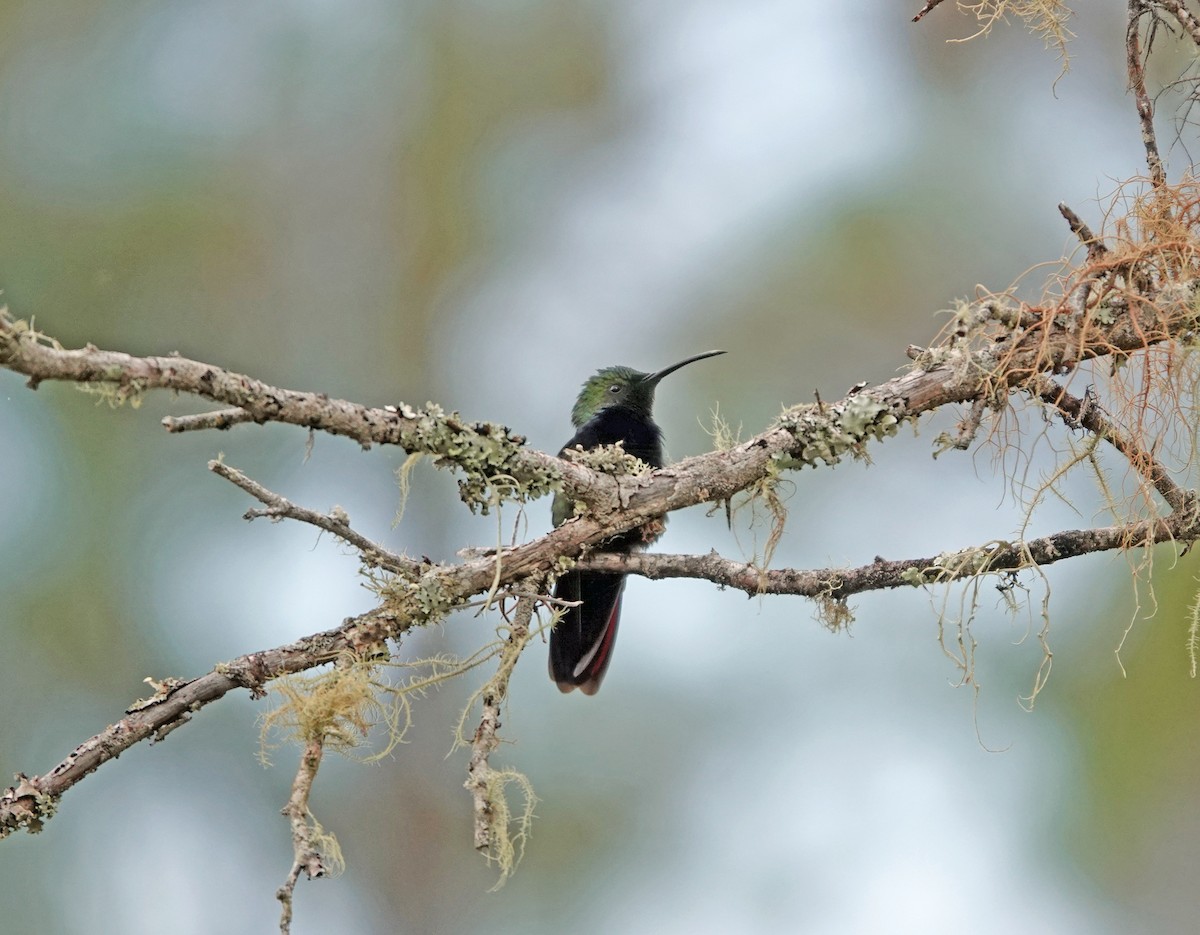 Hispaniolan Mango - ML645892185