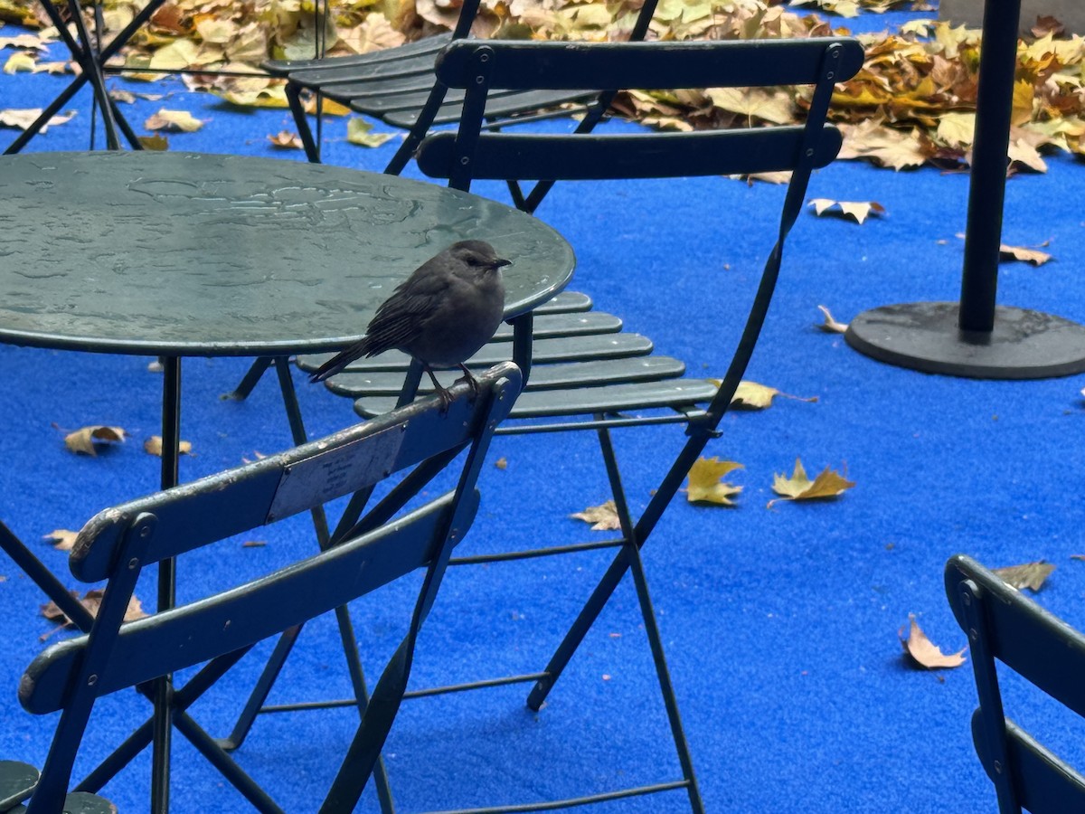 Gray Catbird - ML645892187