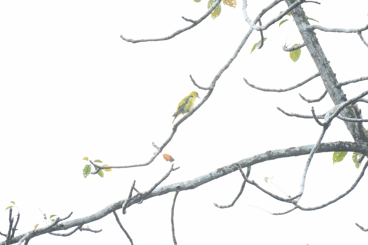 Indian Golden Oriole - ML645892189