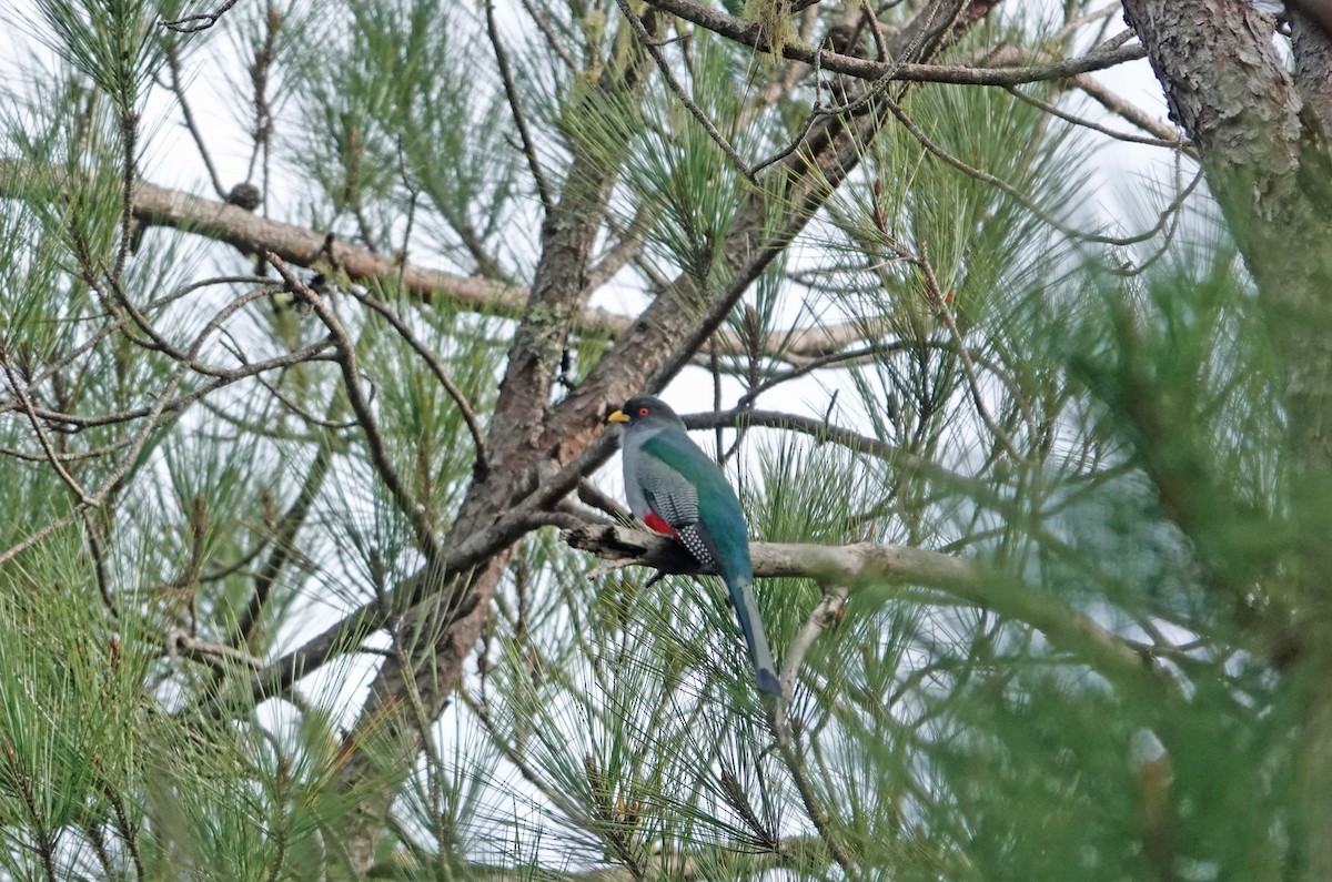 Hispaniolan Trogon - ML645892219