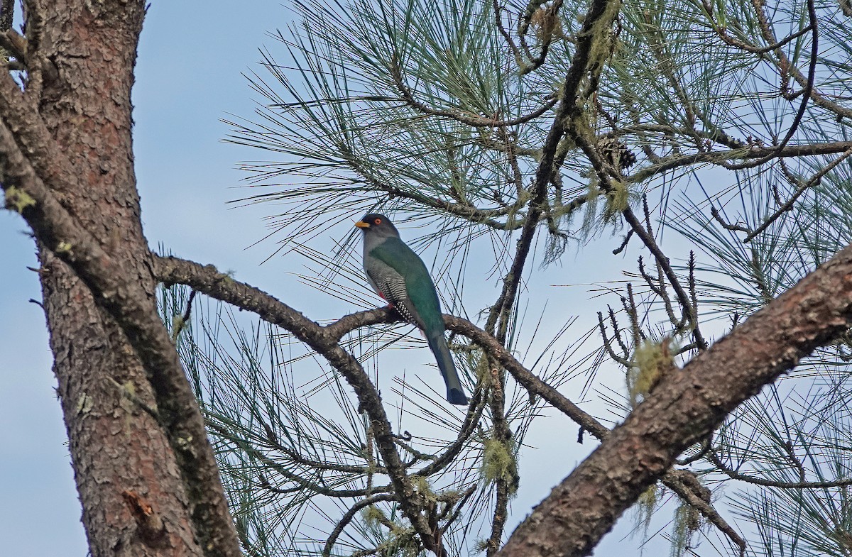 Hispaniolan Trogon - ML645892220