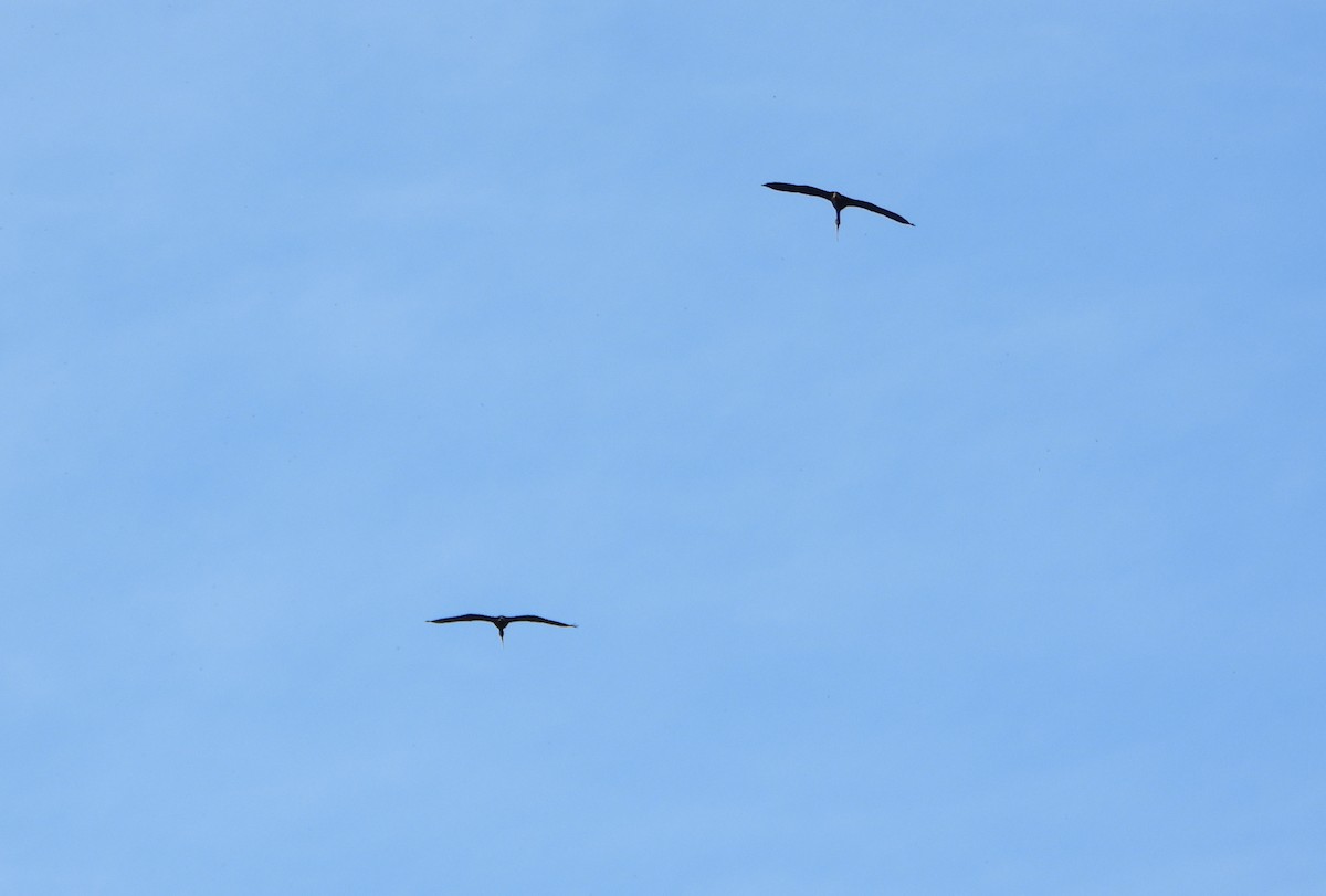 Bare-faced Ibis - ML645892221