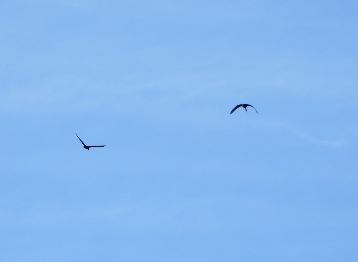 Bare-faced Ibis - ML645892222
