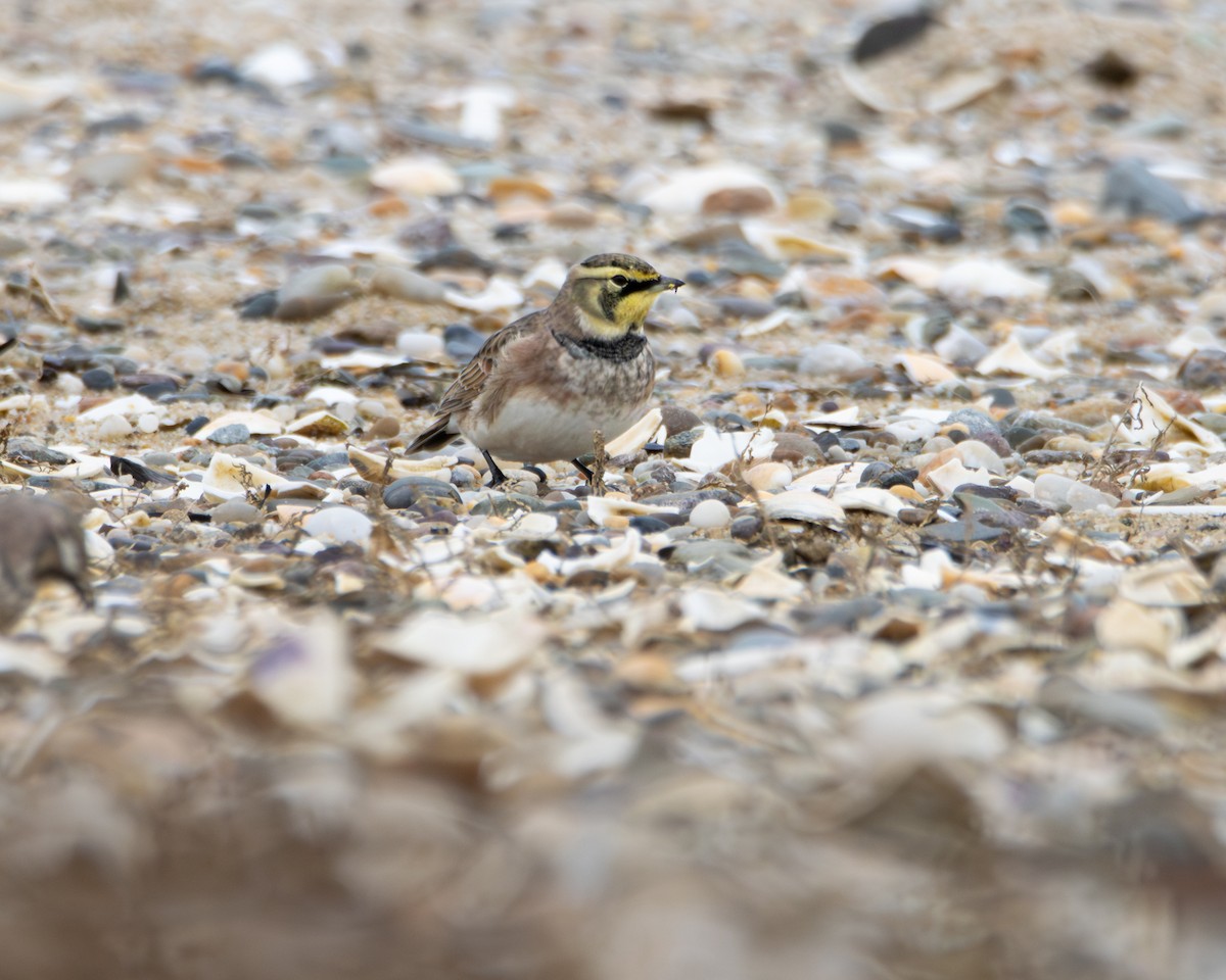 Жайворонок рогатий - ML645892229