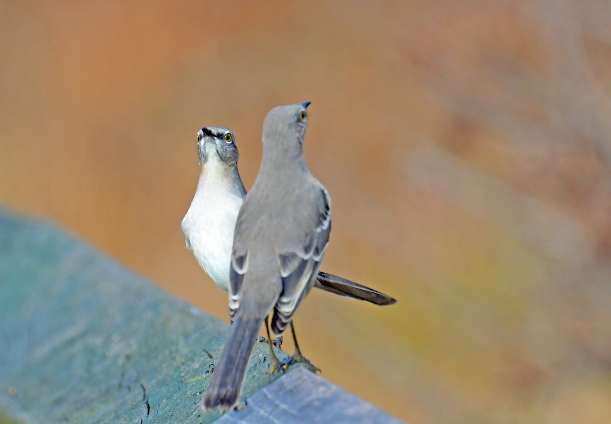 Northern Mockingbird - ML645892235