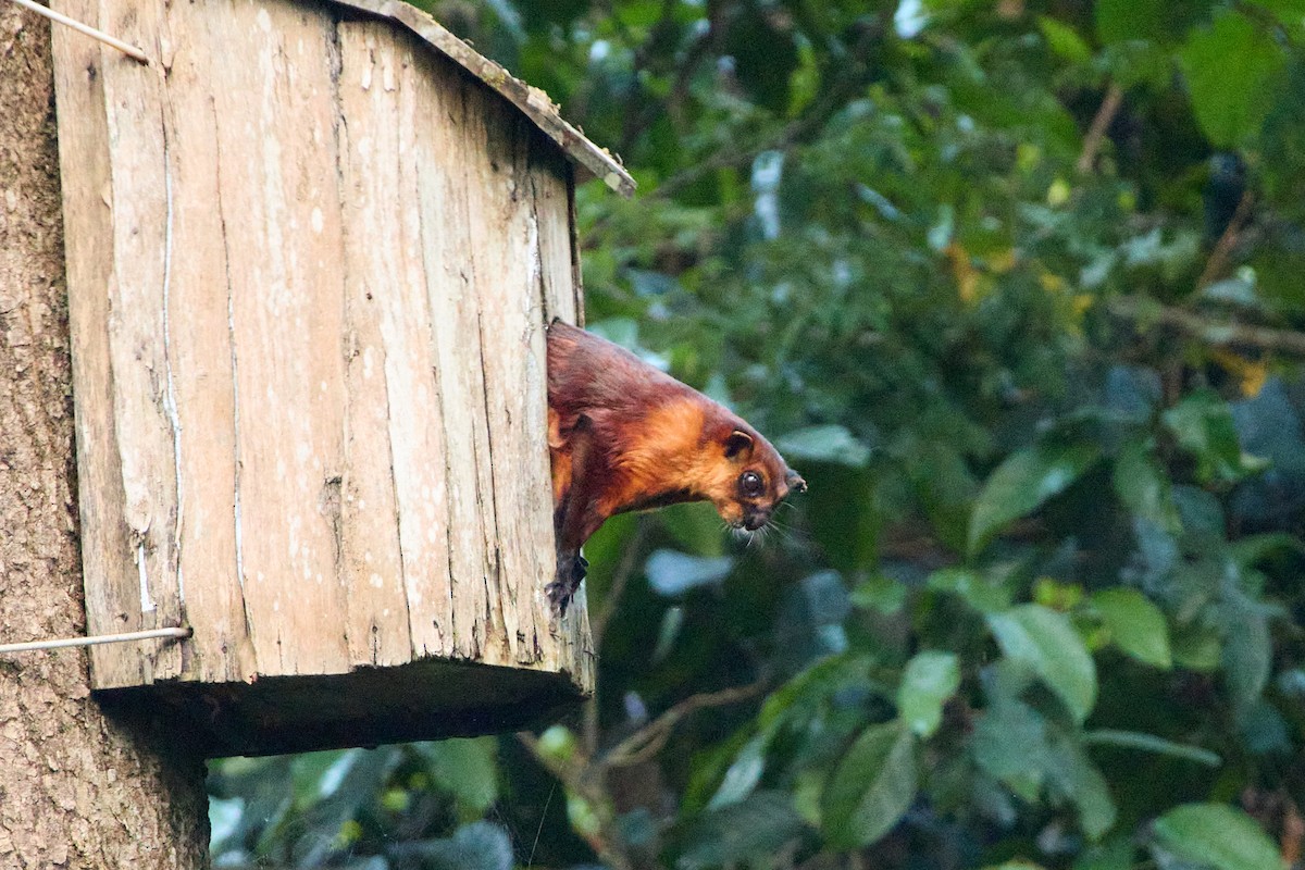 Red Giant Flying Squirrel - ML645892236