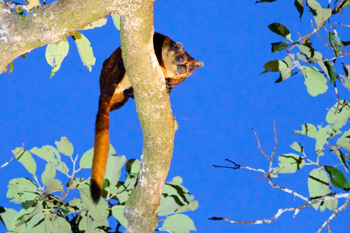 Red Giant Flying Squirrel - ML645892237