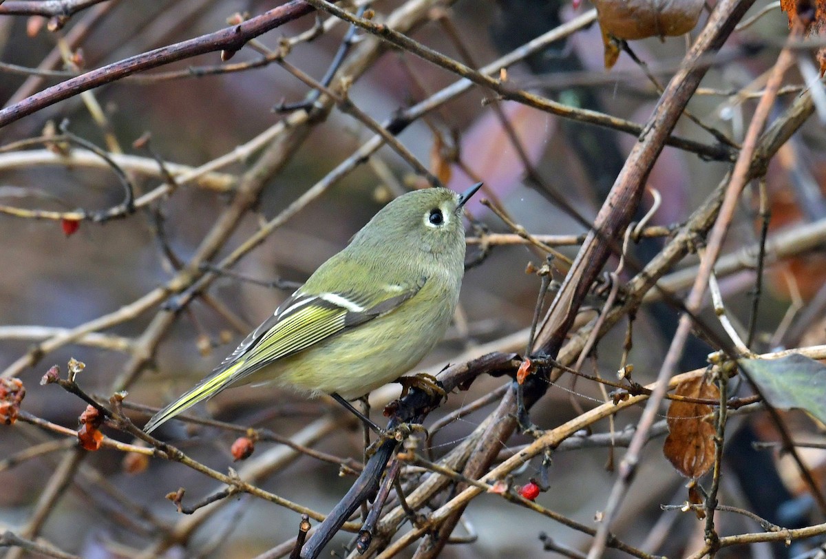 Ruby-crowned Kinglet - ML645892241