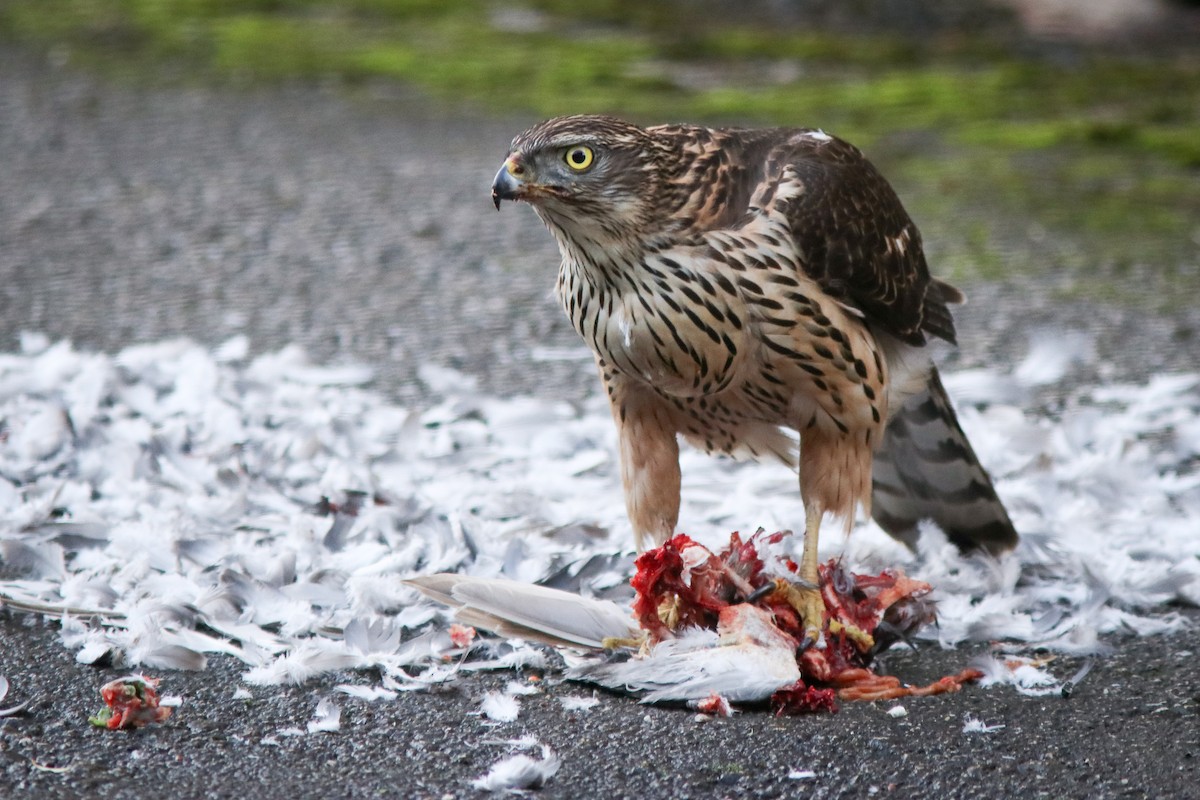 Яструб великий - ML645892243