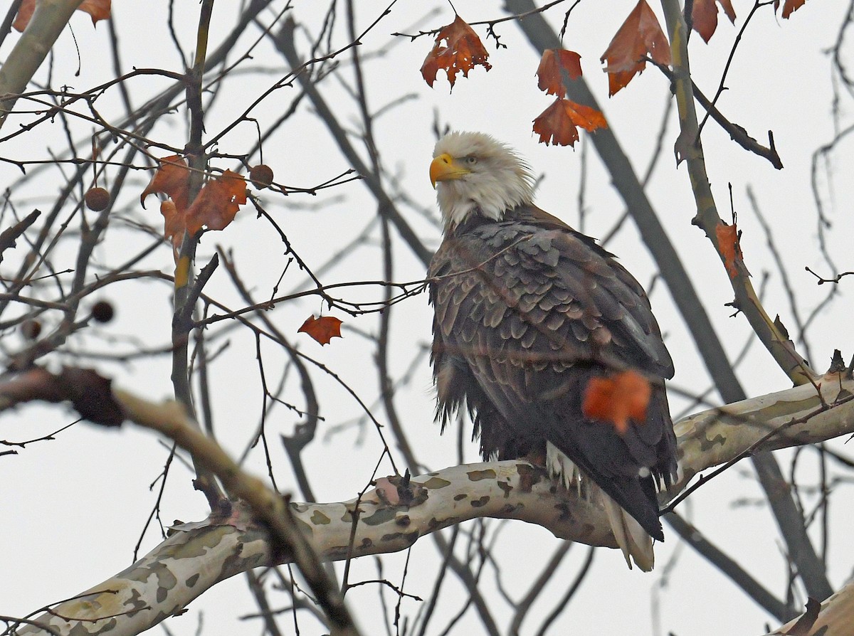Bald Eagle - ML645892258