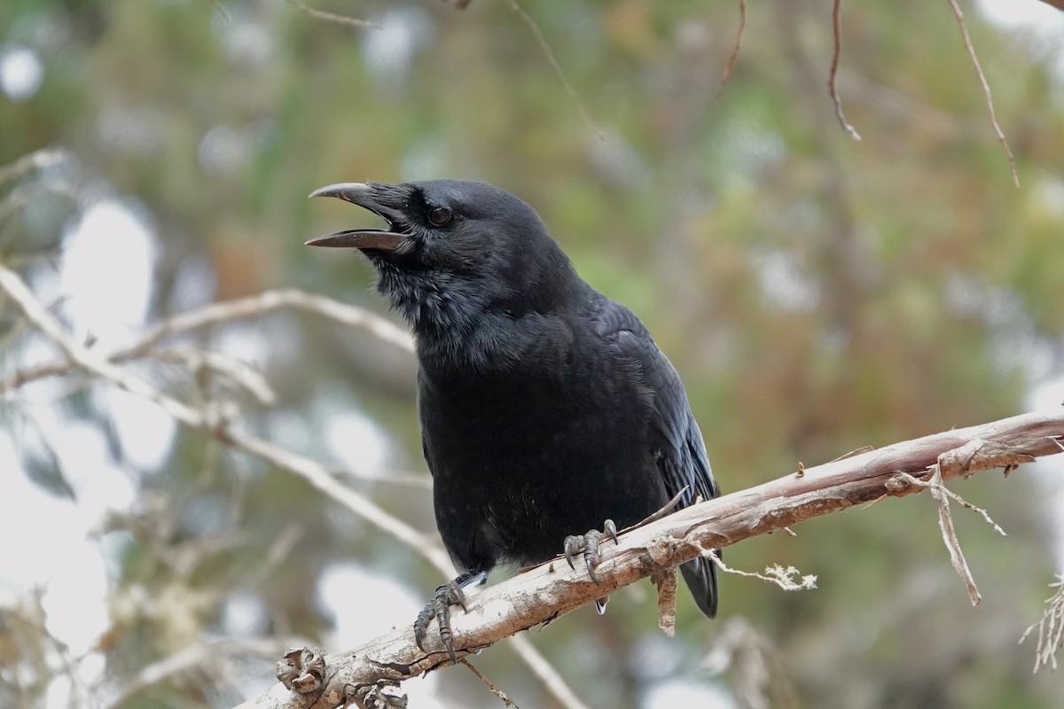 Hispaniolan Palm-Crow - ML645892259