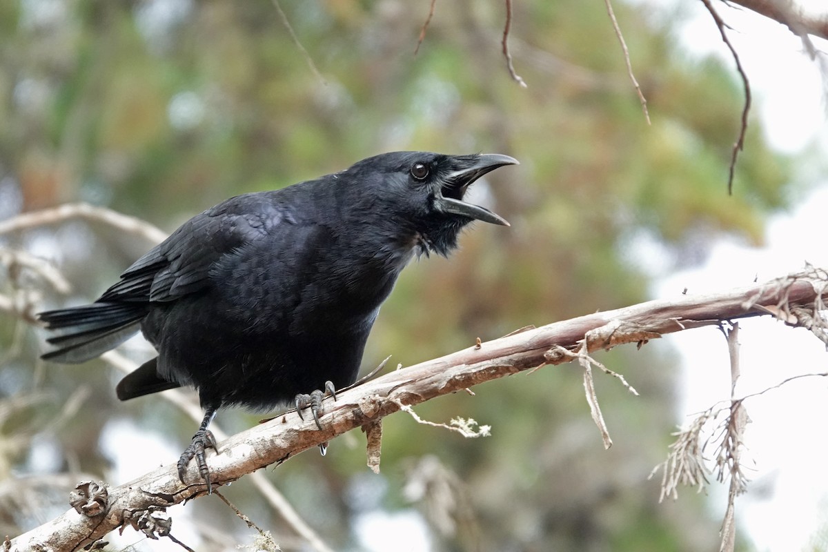 Hispaniolan Palm-Crow - ML645892260