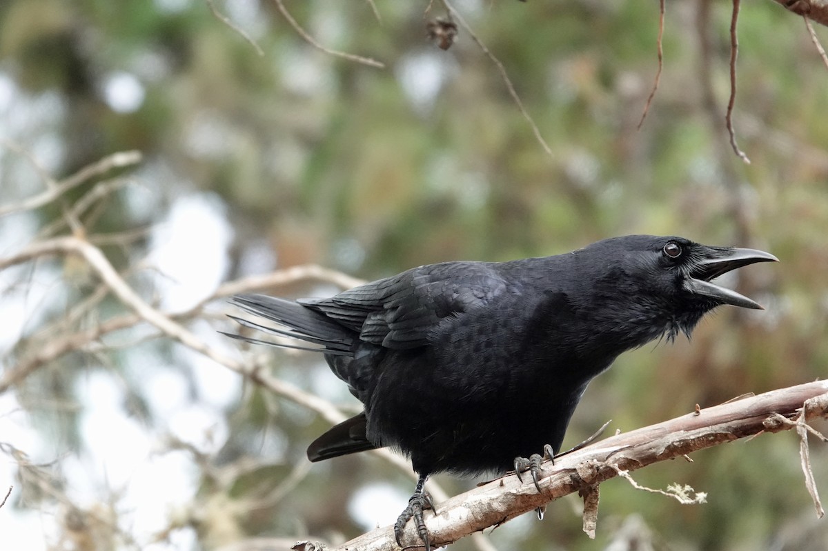 Hispaniolan Palm-Crow - ML645892261
