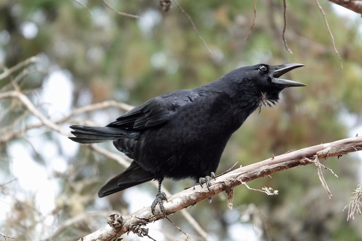 Hispaniolan Palm-Crow - ML645892262