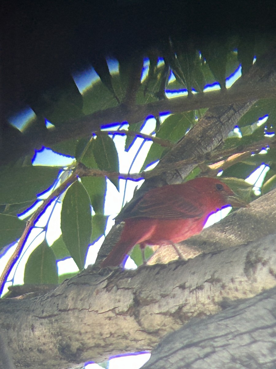 piranga ohnivá - ML645892263