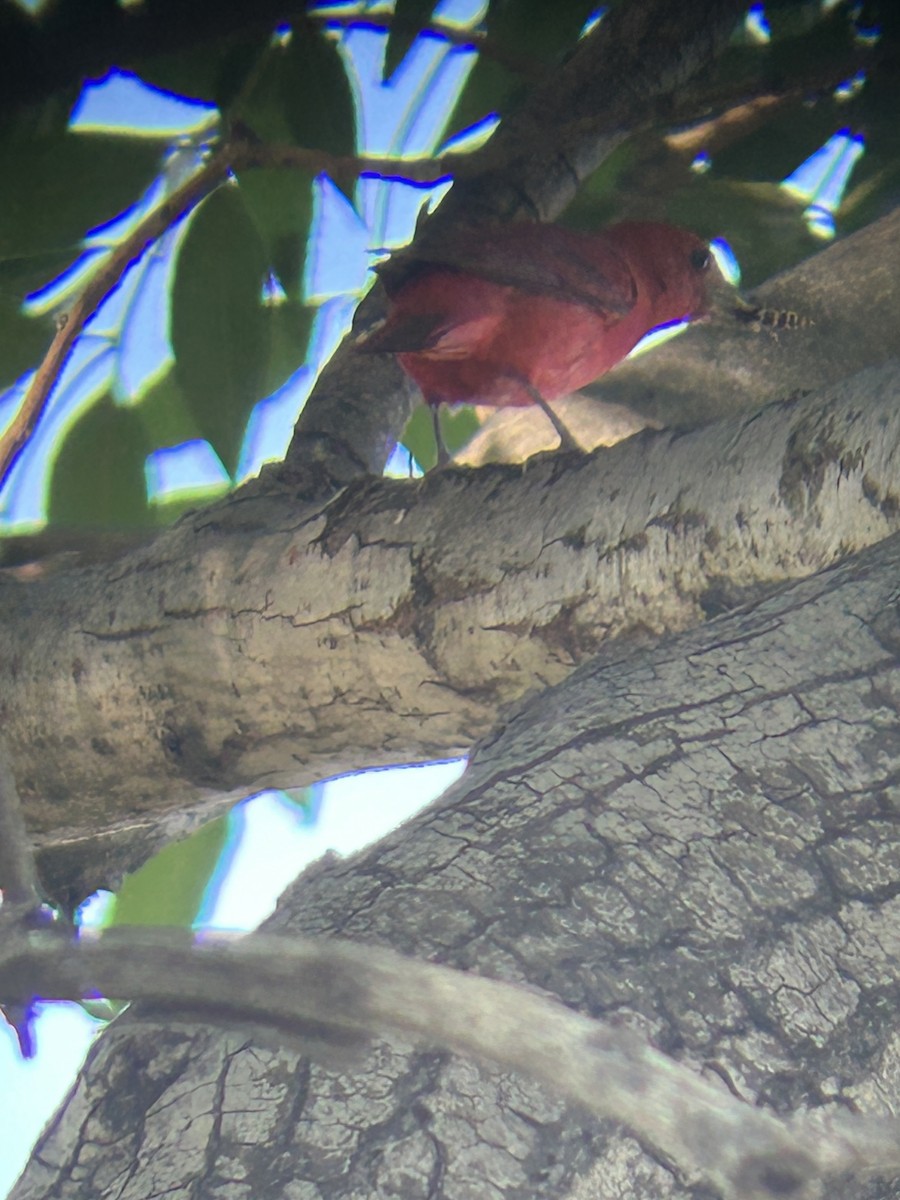 piranga ohnivá - ML645892264