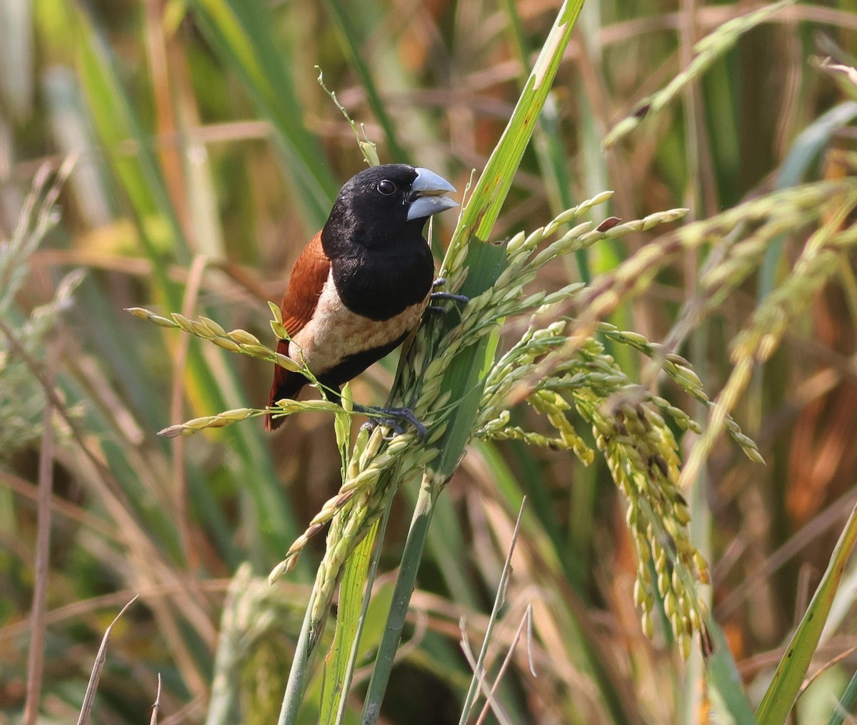 Tricolored Munia - ML645892265