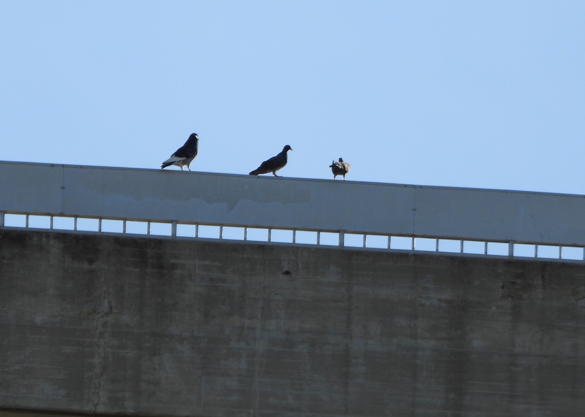 Piccione domestico - ML645892268