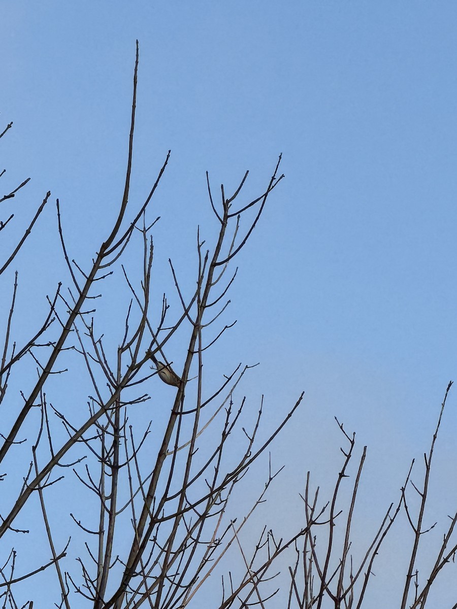 ヒメドリ - ML645892269