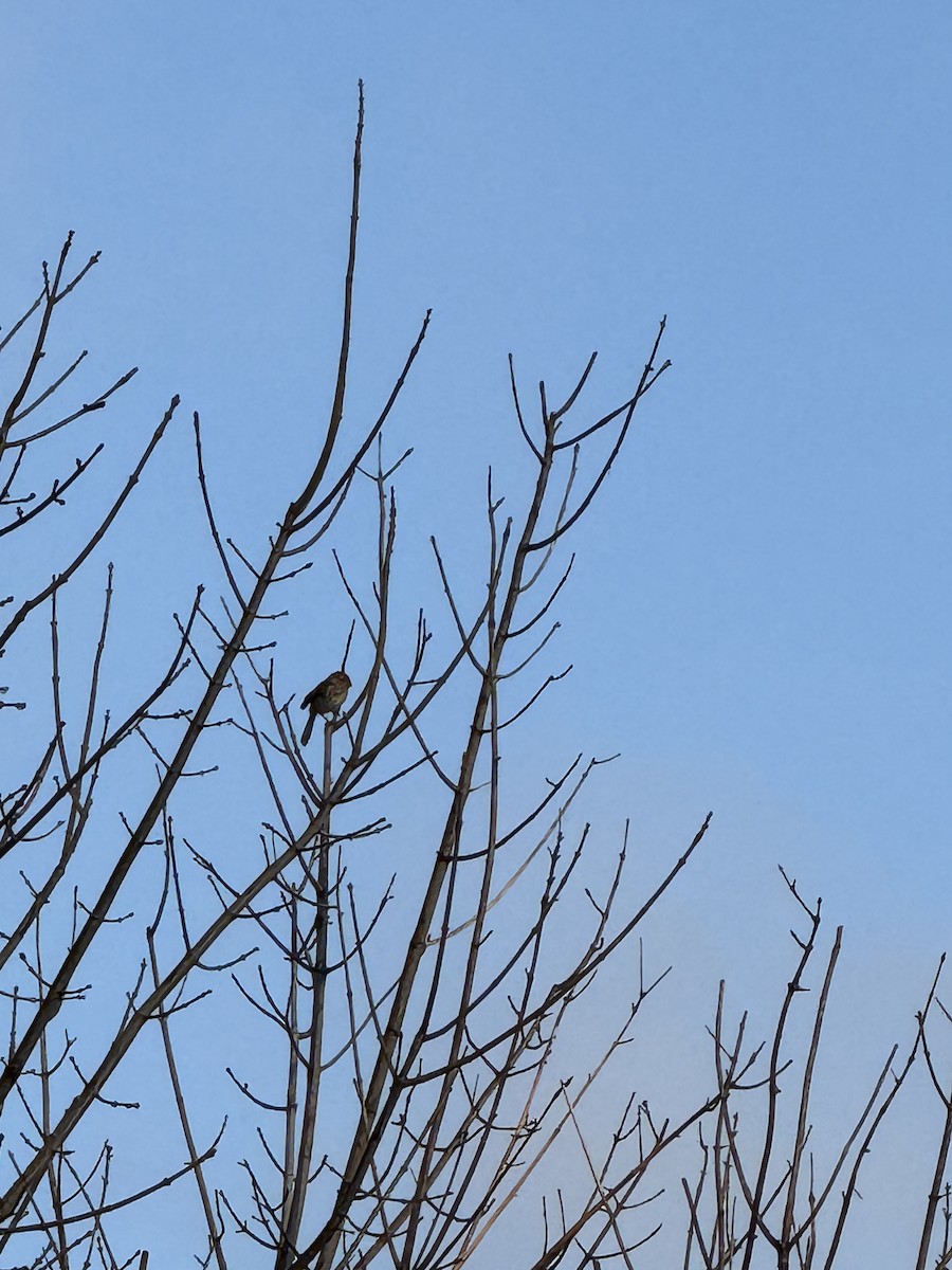 ヒメドリ - ML645892270