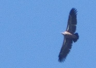 sup krahujový - ML645892282