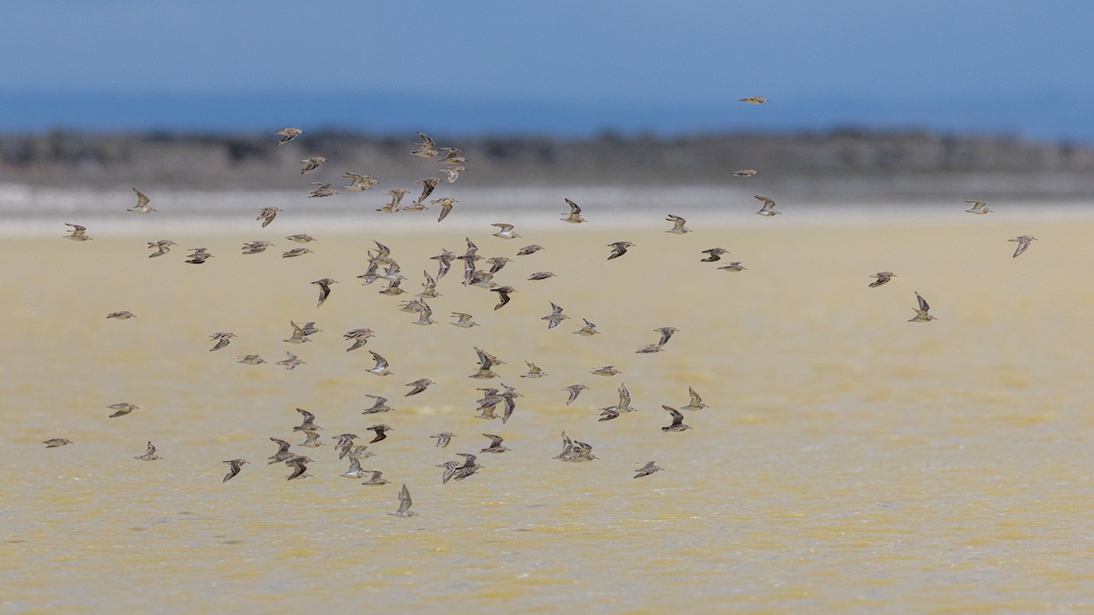 Gambecchio di Baird - ML645892291