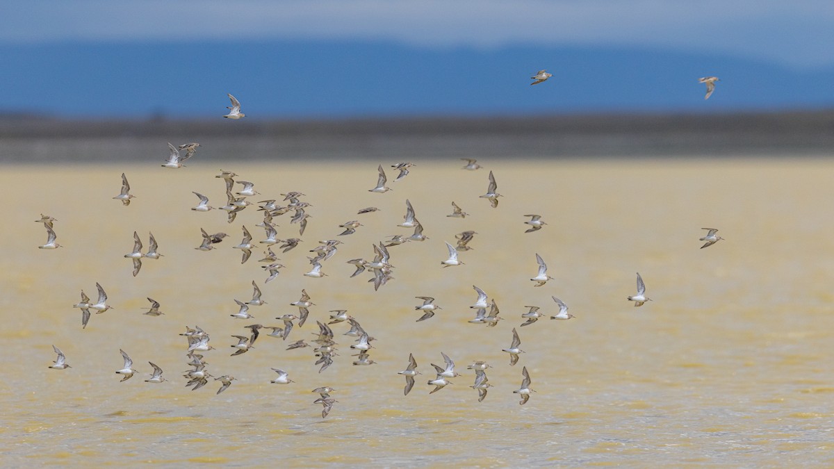 Gambecchio di Baird - ML645892292