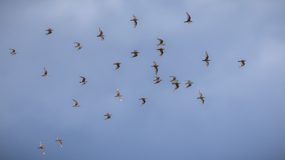 Gambecchio di Baird - ML645892297