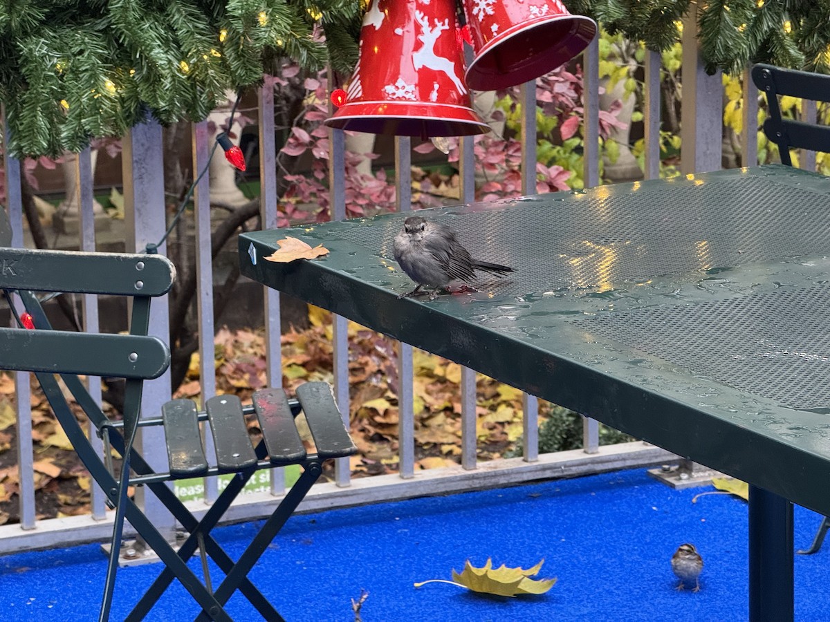 Gray Catbird - ML645892298