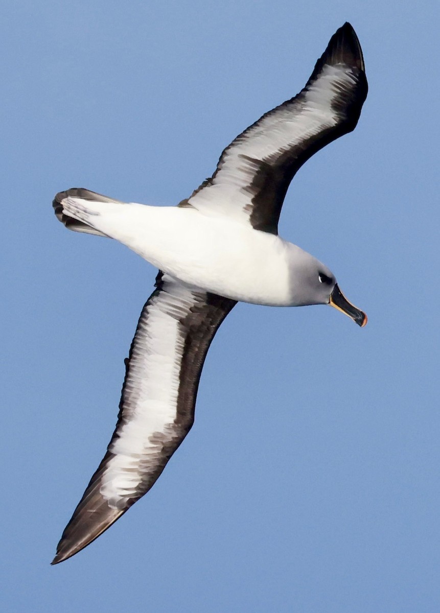Gray-headed Albatross - ML645892303