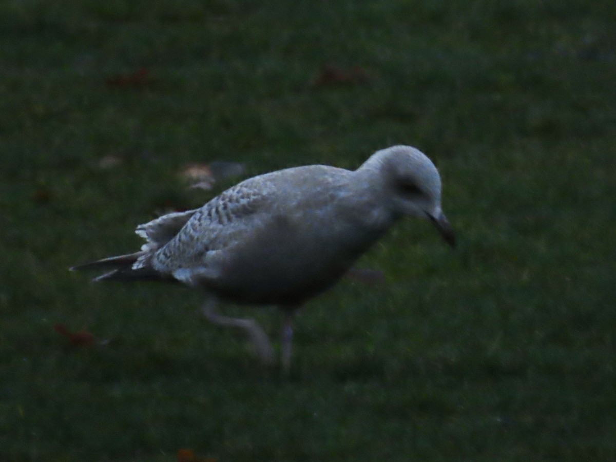 Iceland Gull (Thayer's) - ML645892305