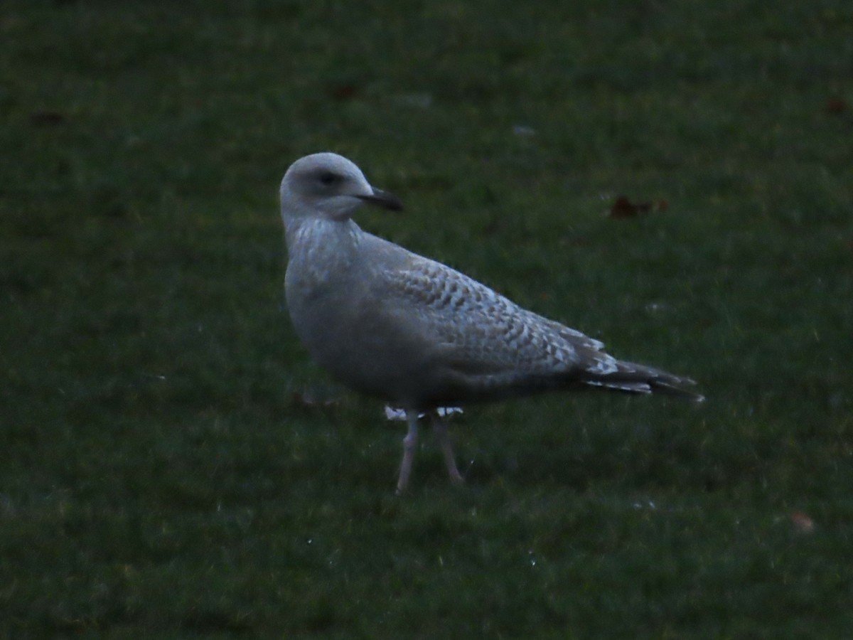 Iceland Gull (Thayer's) - ML645892306